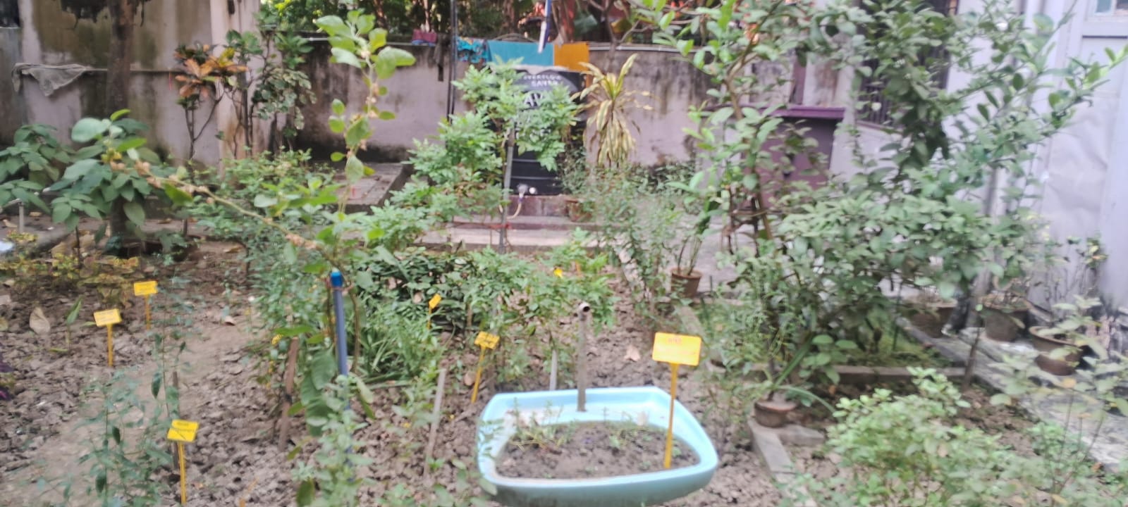 1000425826 À Calcutta, des élèves s’engagent pour les pollinisateurs en mode interreligieux